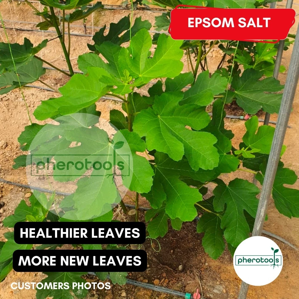 Epsom Salt Organic Fertilizer