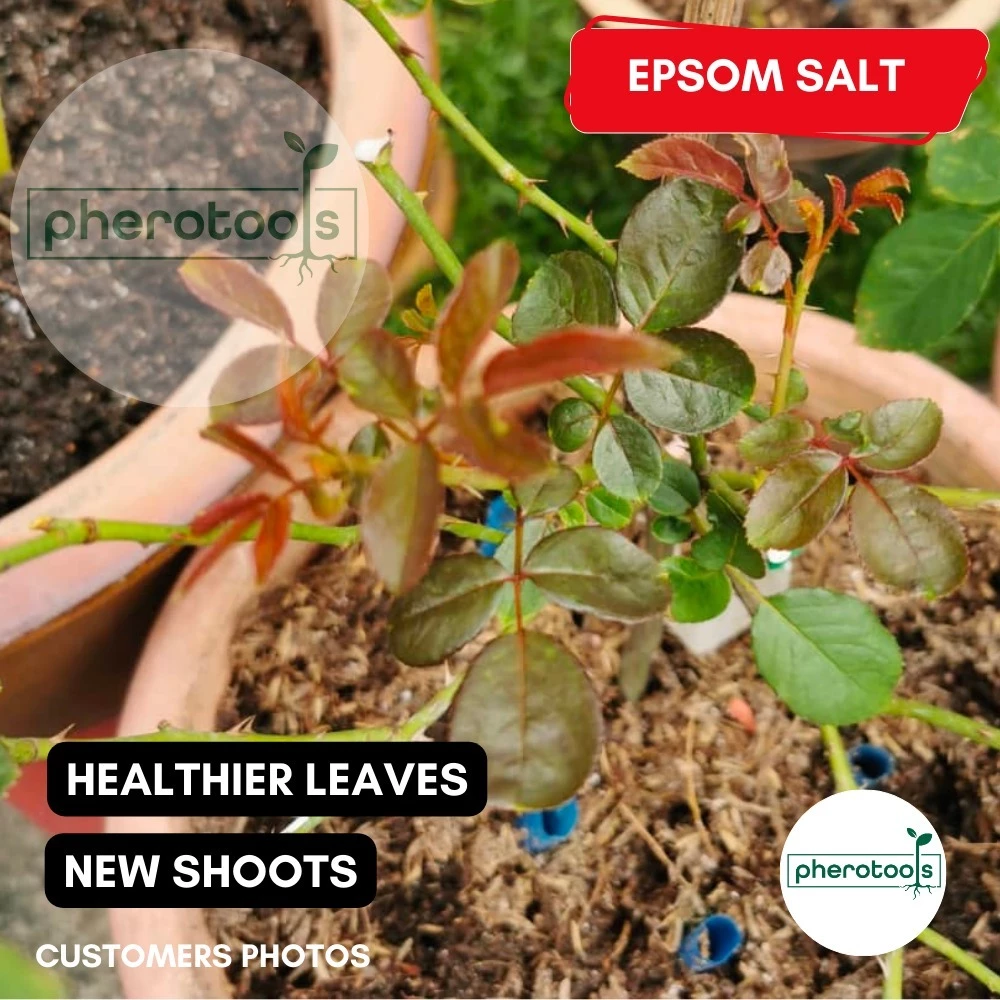 Epsom Salt Organic Fertilizer